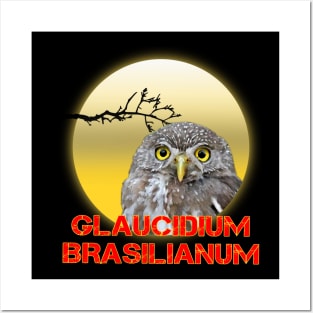 glaucidium brasilianum Posters and Art